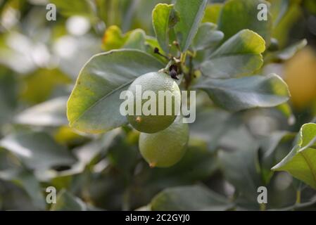 yellow lemons at the lemon tree, Province of Alicante, Costa Blanca, spain Stock Photo
