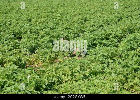 Potatoes in the field in the province of Valencia, Spain Stock Photo