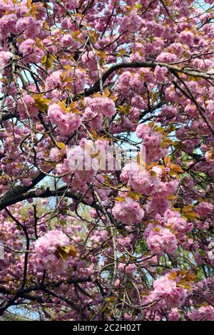 Japanese cherry, hill cherry, oriental cherry, East Asian cherry, Japanische Blütenkirsche, Prunus serrulata, japáncseresznye Stock Photo