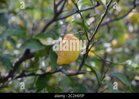 yellow lemons at the lemon tree, Province of Alicante, Costa Blanca, spain Stock Photo