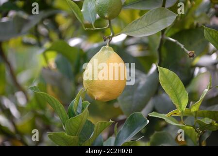 yellow lemons at the lemon tree, Province of Alicante, Costa Blanca, spain Stock Photo