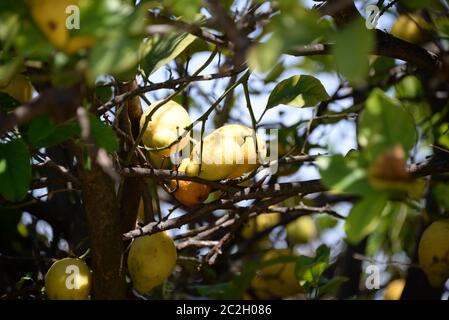 yellow lemons at the lemon tree, Province of Alicante, Costa Blanca, spain Stock Photo