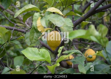 yellow lemons at the lemon tree, Province of Alicante, Costa Blanca, spain Stock Photo