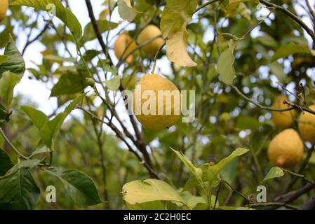 yellow lemons at the lemon tree, Province of Alicante, Costa Blanca, spain Stock Photo