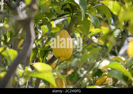 yellow lemons at the lemon tree, Province of Alicante, Costa Blanca, spain Stock Photo