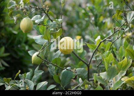 yellow lemons at the lemon tree, Province of Alicante, Costa Blanca, spain Stock Photo