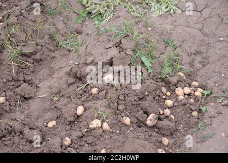 Potatoes in the field in the province of Valencia, Spain Stock Photo