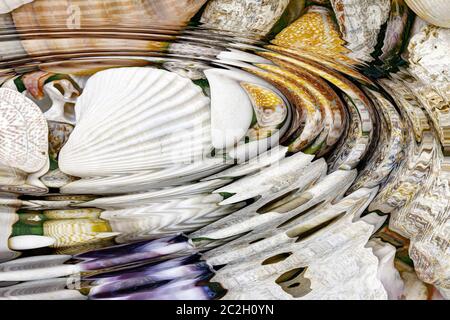 Water ripples above sea shells - digitally altered Stock Photo