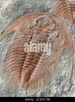 Fossil of a trilobites from the early ordovician period found in Czech Republic Stock Photo