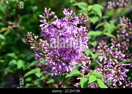 lilac or common lilac, Gemeiner Flieder, Lilas commun, Syringa vulgaris, közönséges orgona, Budapest, Hungary, Magyarország, Europe Stock Photo