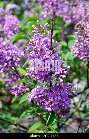 lilac or common lilac, Gemeiner Flieder, Lilas commun, Syringa vulgaris, közönséges orgona, Budapest, Hungary, Magyarország, Europe Stock Photo