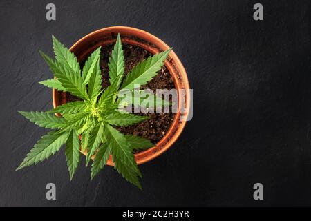 Growing cannabis at home. A female marijuana plant in a pot, shot from above on a black background with copyspace Stock Photo