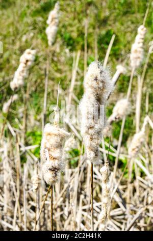 Ripe spike of Common Bulrush, releasing fluffy seeds against a green meadow, selective focus Stock Photo