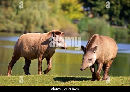 Tapirs in a clearing Stock Photo