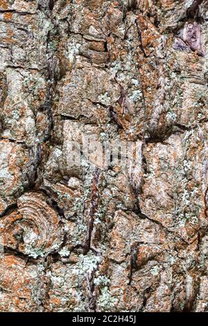 natural texture - gnarled bark on mature trunk of pear tree close up Stock Photo