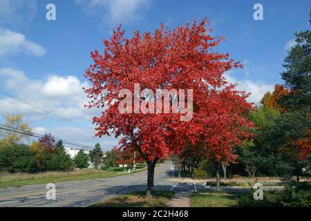 Red Maple tree along a street shows off its beautiful fall colors Stock Photo
