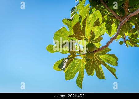 Organic fresh figs on the tree in a sunny summer day Stock Photo