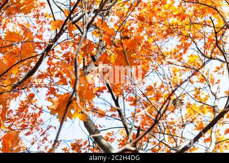 tangled branches with orange leaves of Red Oak tree on sunny autumn day Stock Photo