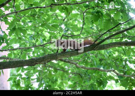 a squirrel on a tree Stock Photo