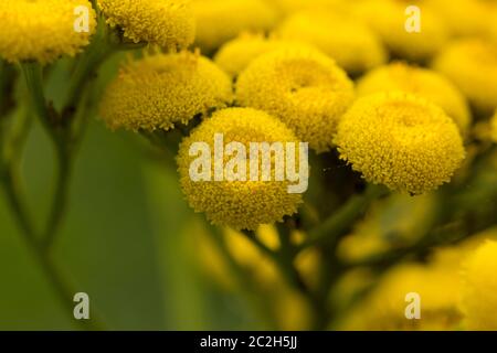 Yellow tansy flowers Tanacetum vulgare, common tansy plant, bitter button, cow bitter, or golden but Stock Photo
