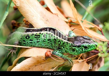 A male fence lizard in the grass Stock Photo