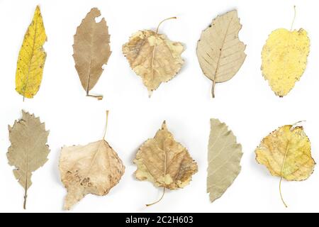 collage. autumn dry leaves on white isolated background. Stock Photo