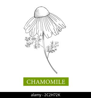 Chamomile vector illustration on a white background. Linear drawing daisy. Flower coloring book Stock Vector