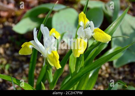 Bukhara iris, corn leaf iris and horned iris, Buchara-Schwertlilie, Iris bucharica, nőszirom Stock Photo