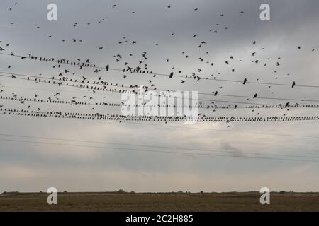 Birds sitting in line on a telephone line Stock Photo