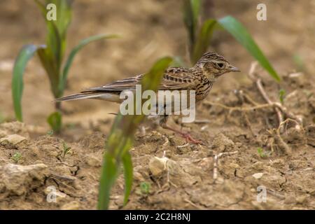 A common skylark is searching for fodder on a field Stock Photo