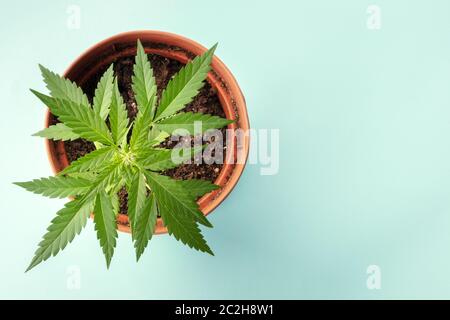 Growing cannabis. A female marijuana plant in a pot, overhead shot with a place for text Stock Photo