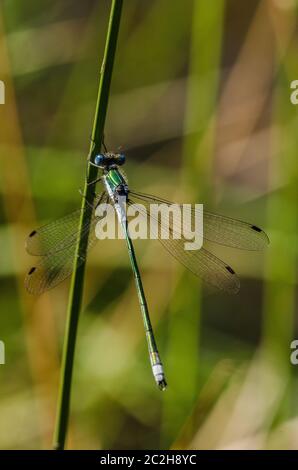 Willow emerald damselfly Stock Photo
