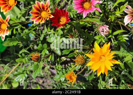 Bright colorful multicolored flowers on a blurred green background. Wonderful photo wonderful blooms Stock Photo
