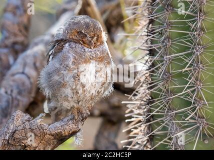 Elf Owl, Micrathene whitneyi, at the Arizona-Sonora Desert Museum, near Tucson, Arizona. (Captive) Stock Photo