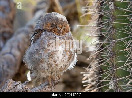 Elf Owl, Micrathene whitneyi, at the Arizona-Sonora Desert Museum, near Tucson, Arizona. (Captive) Stock Photo