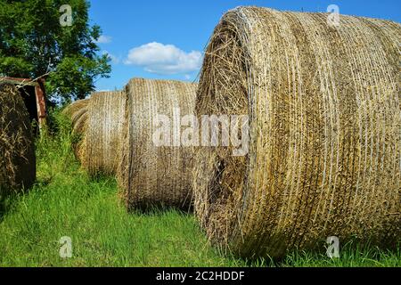 Big straw bales under blue sky in summer Stock Photo