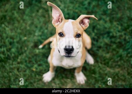 Cute small American Staffordshire Terrier puppy sitting outdoors Stock Photo