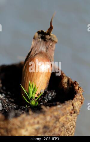 seeds from Araucaria araucana Stock Photo