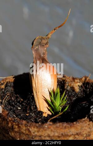 seeds from Araucaria araucana Stock Photo