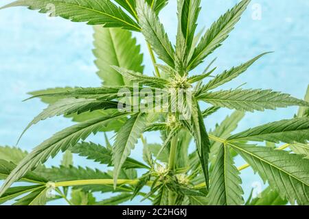 Flowering cannabis buds macro photo on a blue bakground Stock Photo