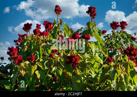 Beautiful annatto urucum plantation on a sunny day with clouds in the blue sky. Stock Photo