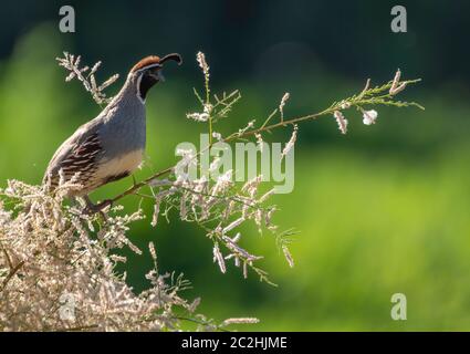 Male Gambel's Quail, Callipepla gambelii, in the Riparian Preserve at Water Ranch, Gilbert, Arizona Stock Photo