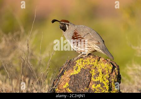 Male Gambel's Quail, Callipepla gambelii, in Papago Park, part of the Phoenix Mountains Preserve near Phoenix, Arizona Stock Photo