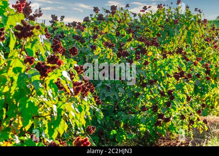 Beautiful annatto urucum plantation on a sunny day with clouds in the blue sky. Stock Photo