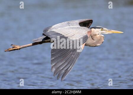 Great Blue Heron in Flight Stock Photo