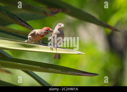 A pair of House Finches, Haemorhous mexicanus, perch on a yucca in the Desert Botanical Garden, Phoenix, Arizona Stock Photo