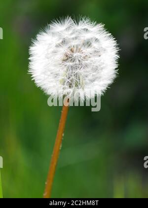 Closeup of a white dandelion seed head on reddish stem Stock Photo