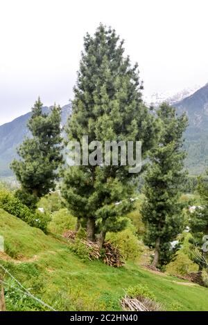 Stunning photograph of a beautiful Deodar cedar (Cedrus deodara) tree growing against blue cloudless sky and distant mountain of Kashmir valley Himach Stock Photo