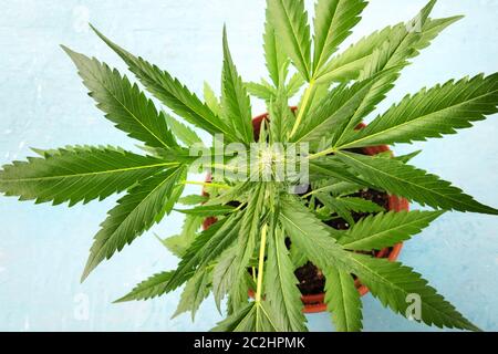 Flowering cannabis with trichomes, a close-up shot of a potted plant, growing marijuana at home Stock Photo