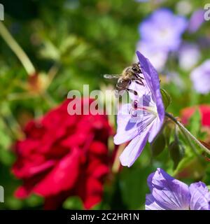 Bee at pollination of a flower in spring Stock Photo